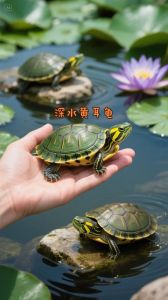 深海巨龟，长距离迁徙高手（黄耳龟为什么叫终极深水龟）
