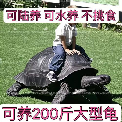 乌龟品种饲养特点介绍(陆养吃青菜的乌龟什么品种) 乌龟品种饲养特点介绍(陆养吃青菜的乌龟什么品种)