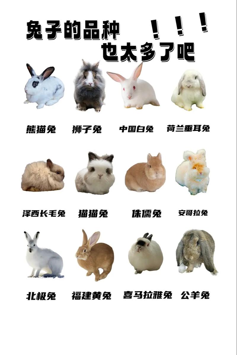 选对兔品种,性格外貌养护都合心(宠物兔子哪个品种好) 选对兔品种,性格外貌养护都合心(宠物兔子哪个品种好)
