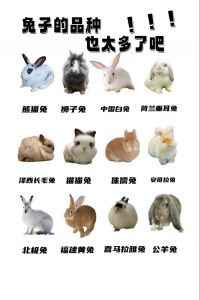 选对兔品种，性格外貌养护都合心（宠物兔子哪个品种好）