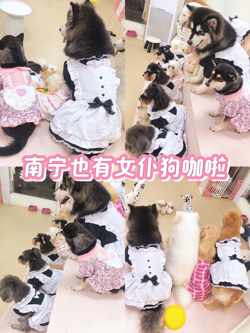 代宏静与狗狗的深度沟通之道(美女宠物犬训练庄园) 代宏静与狗狗的深度沟通之道(美女宠物犬训练庄园)