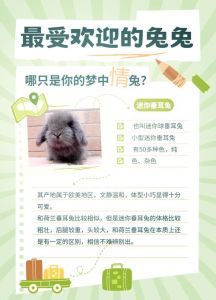 品种与饲养要点（宠物兔的品种有哪些）