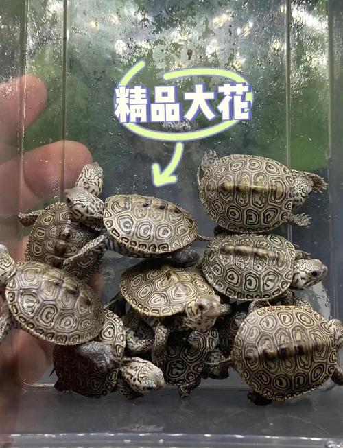 新手养龟,选抗造品种,巴西草龟等易养(新手养龟最好养哪个品种) 新手养龟,选抗造品种,巴西草龟等易养(新手养龟最好养哪个品种)