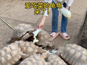 乌龟都爱吃什么植物？（吃菜的龟有哪些）