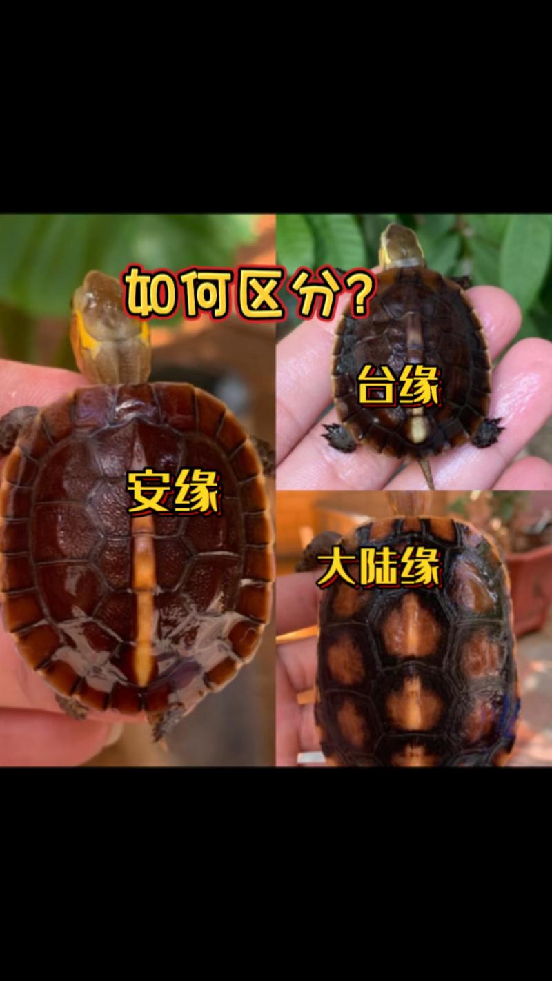 安缘龟与黄缘龟有何区别?(安缘龟和黄缘龟的区别图片) 安缘龟与黄缘龟有何区别?(安缘龟和黄缘龟的区别图片)
