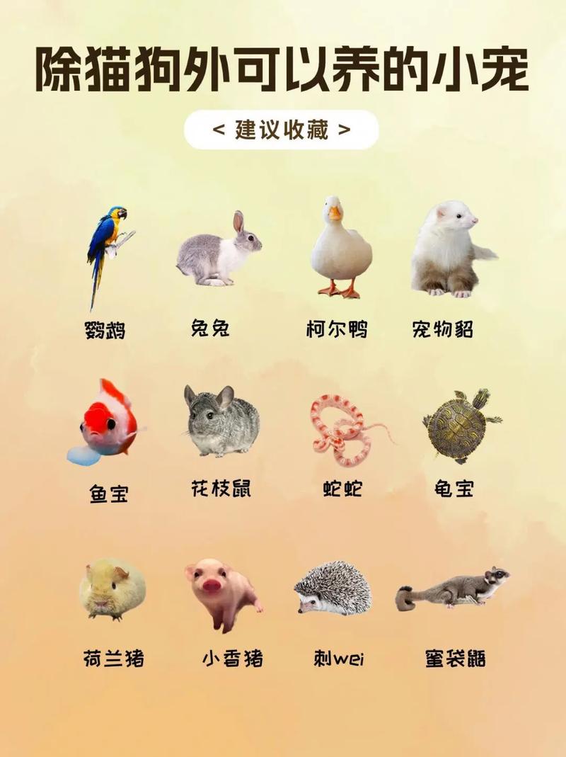 小鱼蝴蝶添活力,选对宠物乐享生活(挑战养100种宠物) 小鱼蝴蝶添活力,选对宠物乐享生活(挑战养100种宠物)