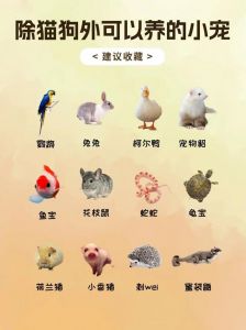 小鱼蝴蝶添活力，选对宠物乐享生活（挑战养100种宠物）