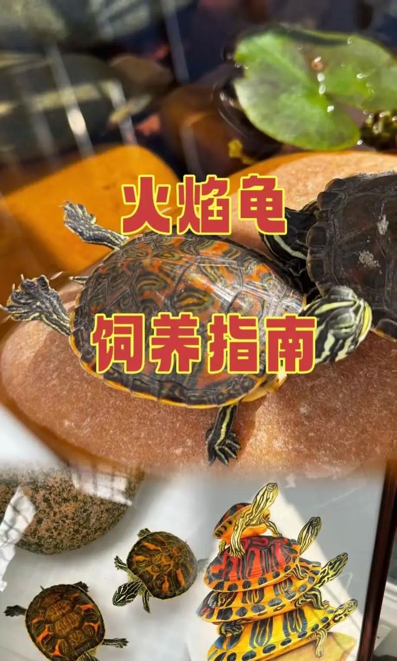 地图龟火焰龟能一起养吗？（地图龟和火焰龟能一起养吗）