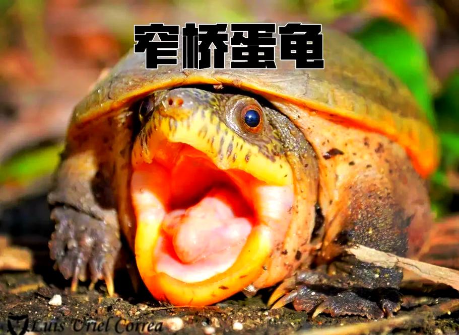 可爱新手龟,选对品种很重要(蛋壳龟是那里品种) 可爱新手龟,选对品种很重要(蛋壳龟是那里品种)