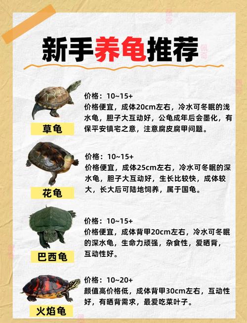 养乌龟当宠物,吉祥又好养!(小乌龟养几只最好) 养乌龟当宠物,吉祥又好养!(小乌龟养几只最好)