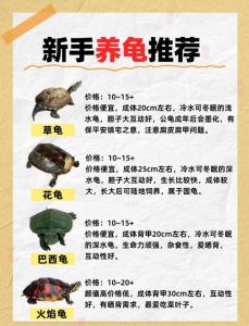 新手养龟选麝香龟，小体型好养活！（养乌龟哪种乌龟最好养）