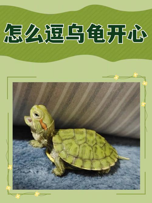 乌龟认主有感情,长久依恋情谊深(乌龟有记忆和感情) 乌龟认主有感情,长久依恋情谊深(乌龟有记忆和感情)
