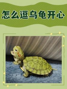乌龟认主有感情，长久依恋情谊深（乌龟有记忆和感情）
