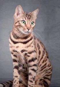 9种稀有猫咪品种及独特魅力（稀有宠物猫品种）