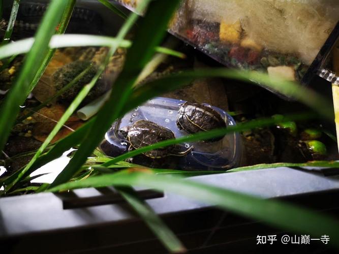 草龟地图龟能否和谐混养?(草龟和地图龟能混在一起养吗) 草龟地图龟能否和谐混养?(草龟和地图龟能混在一起养吗)