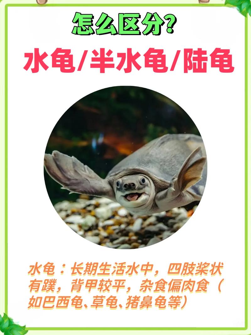 地图龟好养吗？北美水龟需温暖环境（地图龟是冷水龟还是热水龟）