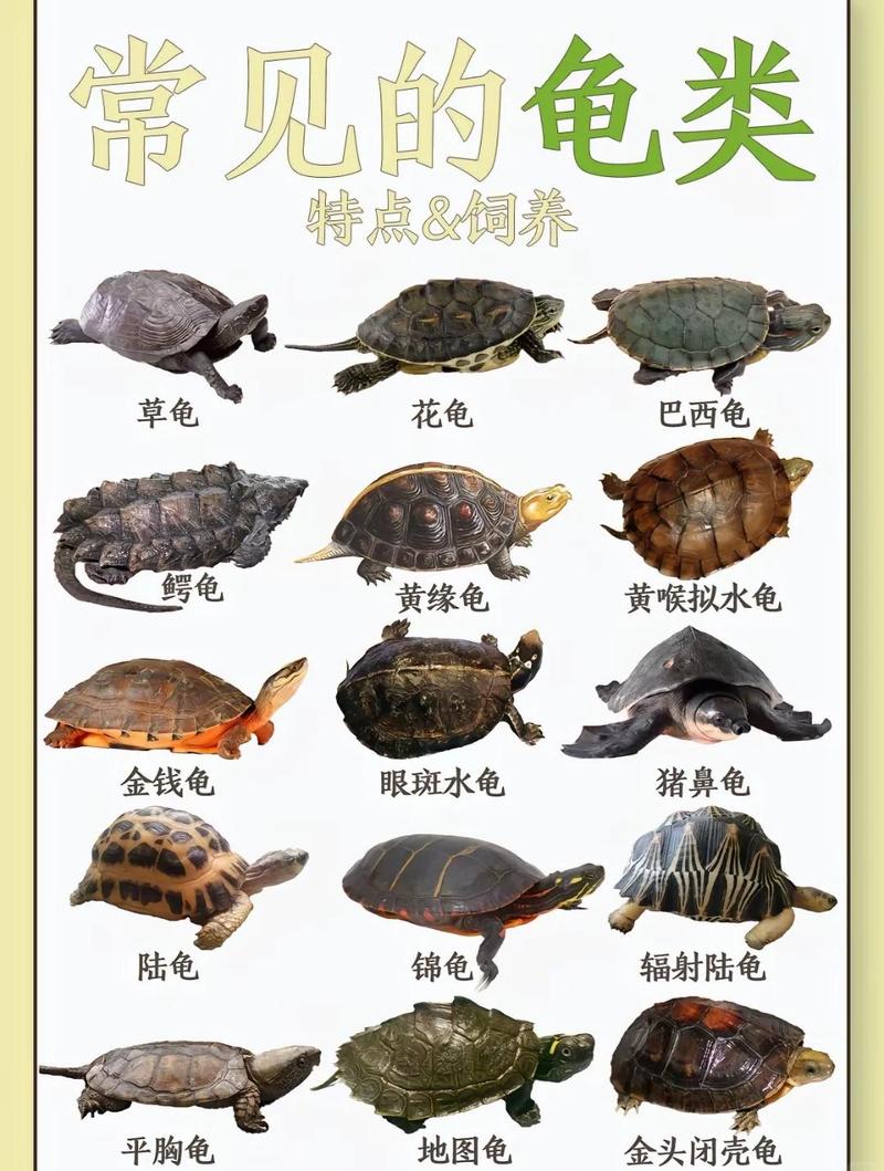 折背欧洲象龟星龟等,各有特色(陆地龟品种大全图解) 折背欧洲象龟星龟等,各有特色(陆地龟品种大全图解)