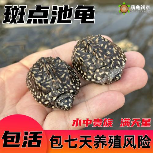 日喂肉食,七八分饱(深水斑点龟吃什么) 日喂肉食,七八分饱(深水斑点龟吃什么)