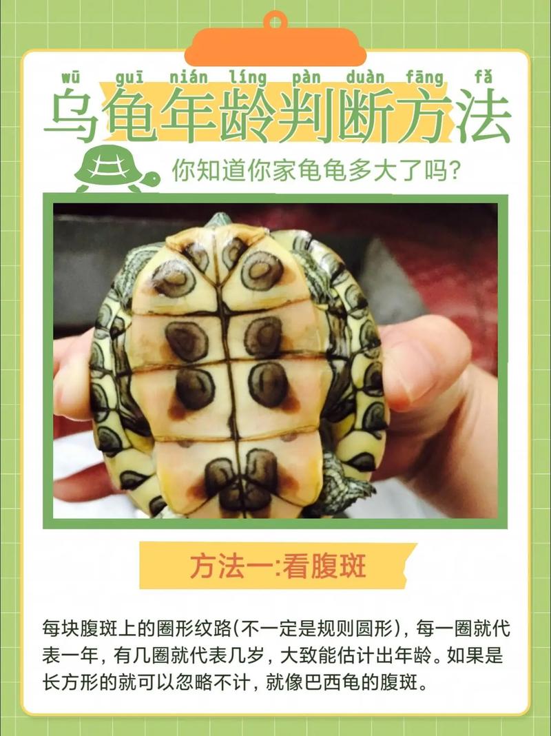 龟寿命长?长寿秘诀!(乌龟能活多久) 龟寿命长?长寿秘诀!(乌龟能活多久)