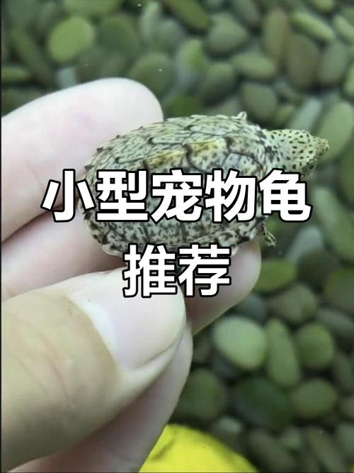 小型乌龟养在家,注意品种和养护责任(长不大的乌龟是什么品种) 小型乌龟养在家,注意品种和养护责任(长不大的乌龟是什么品种)