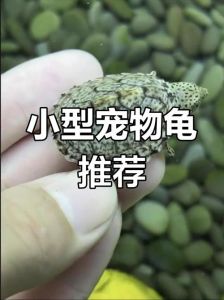 小型乌龟养在家，注意品种和养护责任（长不大的乌龟是什么品种）