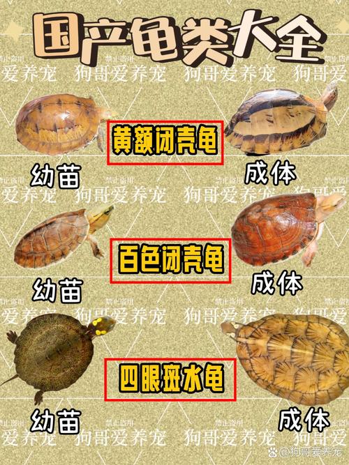 保护野生,支持人工养殖(中国龟品种图片大全) 保护野生,支持人工养殖(中国龟品种图片大全)