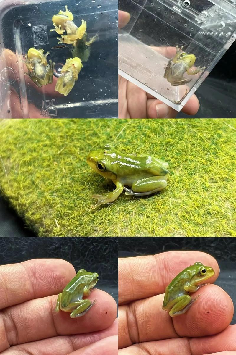 火球术兽人洞地龙与石头波利升级技巧(守爱2罗达蛙宠物) 火球术兽人洞地龙与石头波利升级技巧(守爱2罗达蛙宠物)