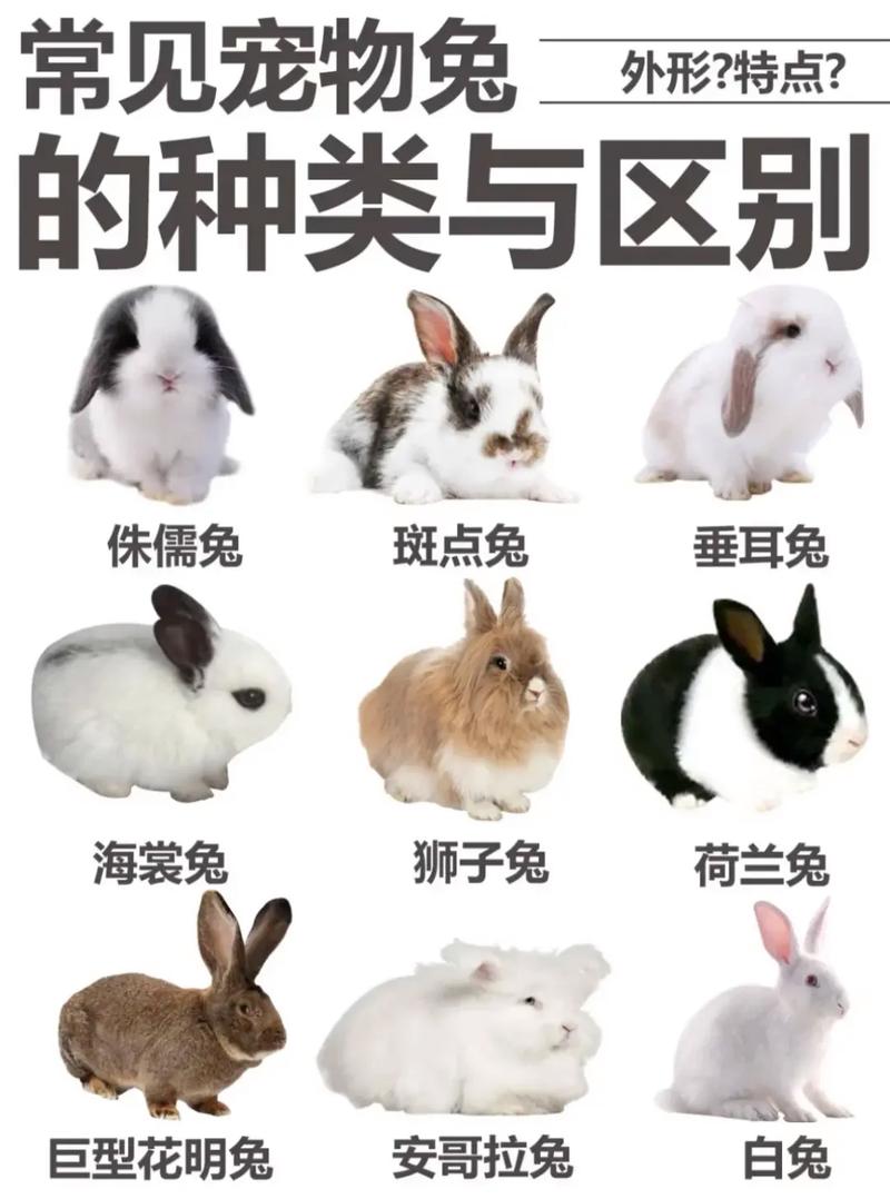 荷兰侏儒兔迷你垂耳兔安哥拉兔熊猫兔(宠物兔子品种大全) 荷兰侏儒兔迷你垂耳兔安哥拉兔熊猫兔(宠物兔子品种大全)