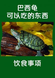 小乌龟杂食营养全攻略（最常见的小乌龟吃什么）