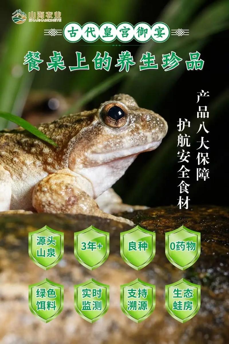 角蛙寿命看品种照顾好,几十年没问题(宠物蛙寿命) 角蛙寿命看品种照顾好,几十年没问题(宠物蛙寿命)