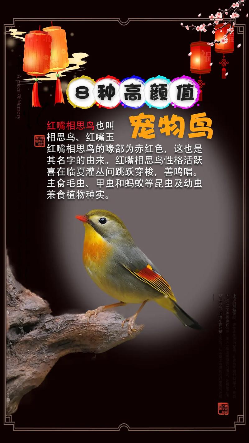 养宠物鸟好处多,注意健康风险!(宠物鸟品种图片大全) 养宠物鸟好处多,注意健康风险!(宠物鸟品种图片大全)