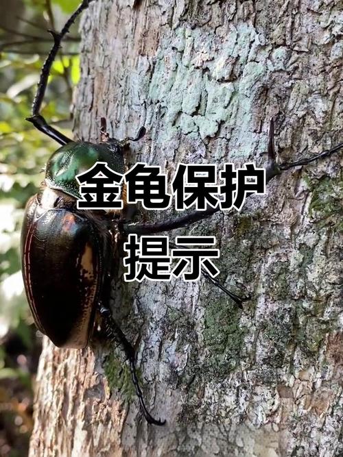 凹甲陆龟海龟三线闭壳龟与蠵龟(中国二级保护动物的龟有哪些) 凹甲陆龟海龟三线闭壳龟与蠵龟(中国二级保护动物的龟有哪些)
