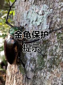 凹甲陆龟海龟三线闭壳龟与蠵龟（中国二级保护动物的龟有哪些）