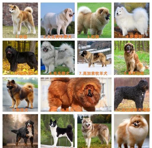 200多种狗狗的品种与文化(宠物犬品种大全图片) 200多种狗狗的品种与文化(宠物犬品种大全图片)