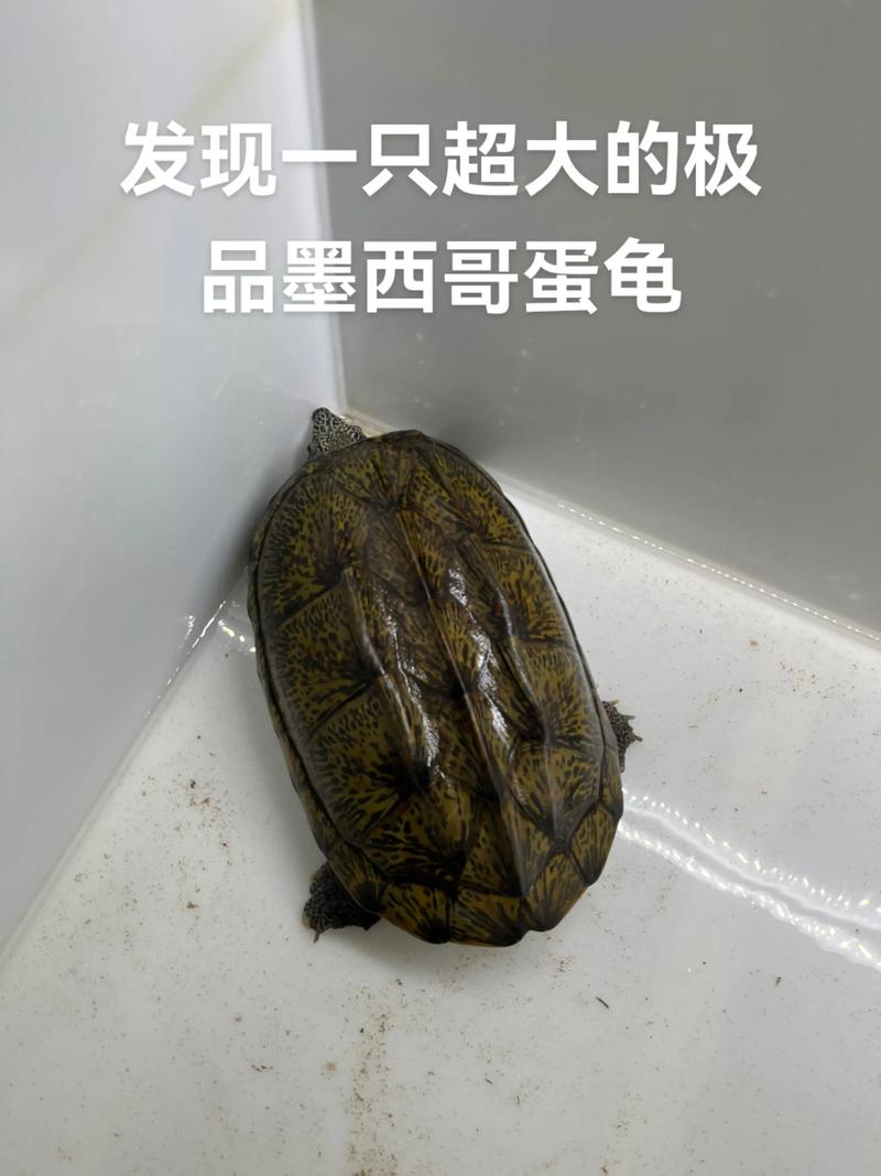 剃刀龟与麝香龟的饲养要点(蛋龟深水龟是什么品种) 剃刀龟与麝香龟的饲养要点(蛋龟深水龟是什么品种)