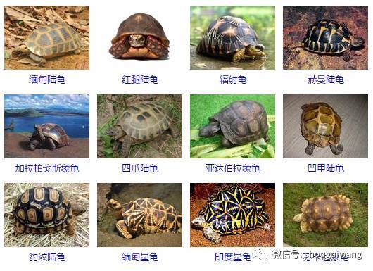 中国乌龟种类多,文化意义高,保护野生种群很重要(中国乌龟品种大全图) 中国乌龟种类多,文化意义高,保护野生种群很重要(中国乌龟品种大全图)