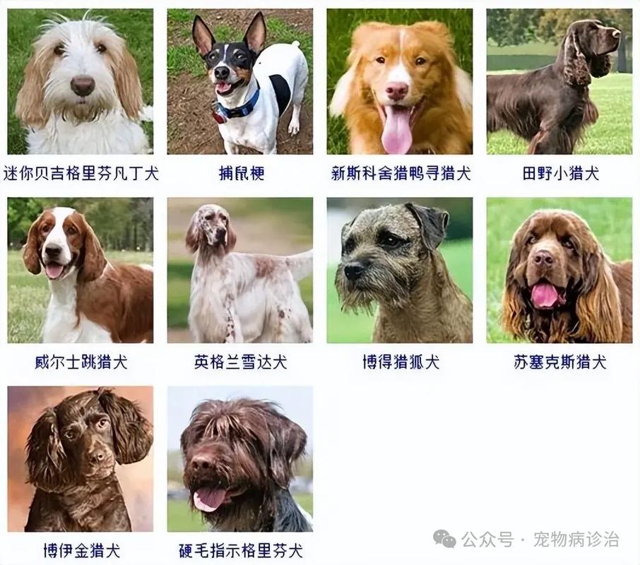 性格特点大（宠物十大品种狗）