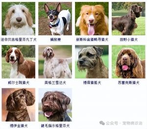 性格特点大（宠物十大品种狗）