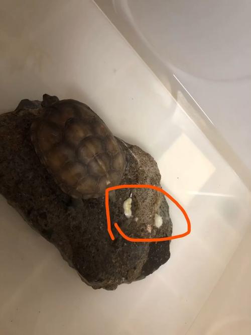 乌龟拉稀怎么办?预防关键看这里!(乌龟拉稀代表什么) 乌龟拉稀怎么办?预防关键看这里!(乌龟拉稀代表什么)