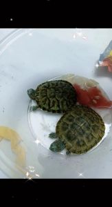 小乌龟不吃虾米？可能的原因及解决方法（小乌龟饿了几天都不吃小虾米）