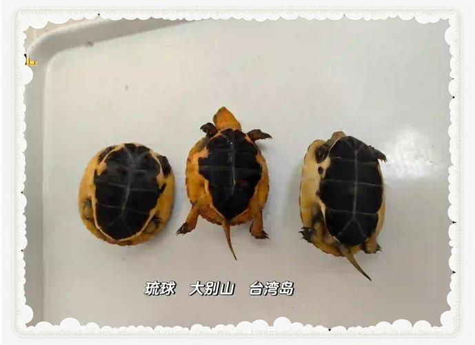 安缘龟与黄缘龟有何区别?(安缘龟和黄缘龟的区别图片) 安缘龟与黄缘龟有何区别?(安缘龟和黄缘龟的区别图片)