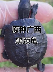 中国珍稀本土龟种收藏热潮（中国原生名贵龟种）