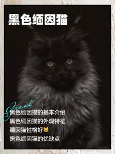 神秘招财的幸运宠儿（中国宠物猫品种黑色）