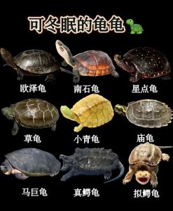 新手养龟选草龟，空间时间要考虑（肉龟养殖哪个品种好）