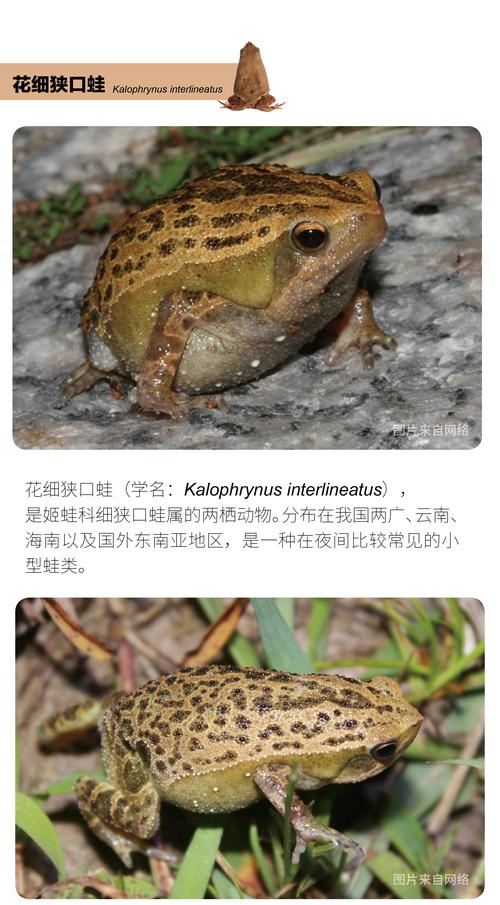 认识百种奇特蛙(蛙类品种大全图) 认识百种奇特蛙(蛙类品种大全图)