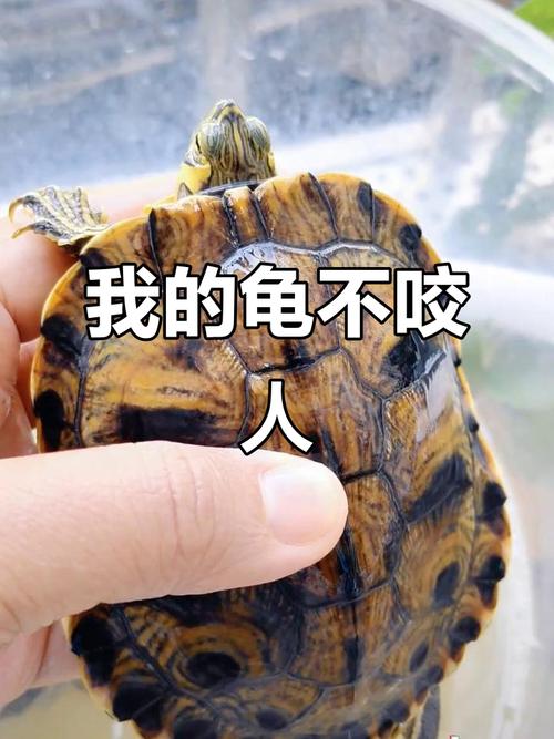 乌龟难养又伤命，别随意送！（乌龟为什么不能送人）