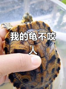 乌龟难养又伤命，别随意送！（乌龟为什么不能送人）