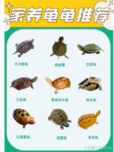 金钱龟中华草龟巴西龟，适合你的宠物龟？（家里养什么品种龟最好）