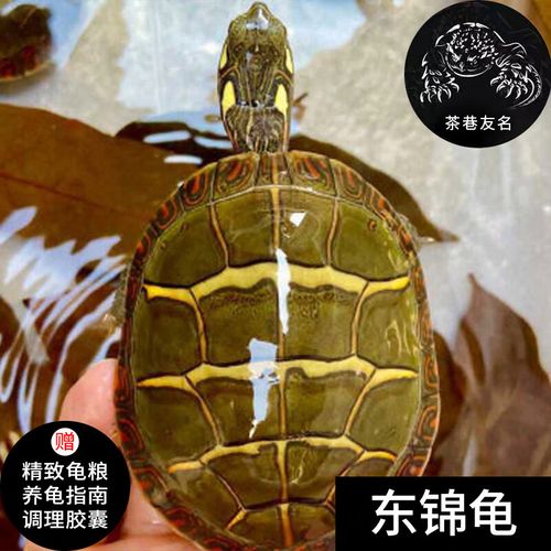 养龟水深看年龄,幼龟浅水成年深,陆龟晒台水质清(东锦龟深水还是浅水) 养龟水深看年龄,幼龟浅水成年深,陆龟晒台水质清(东锦龟深水还是浅水)