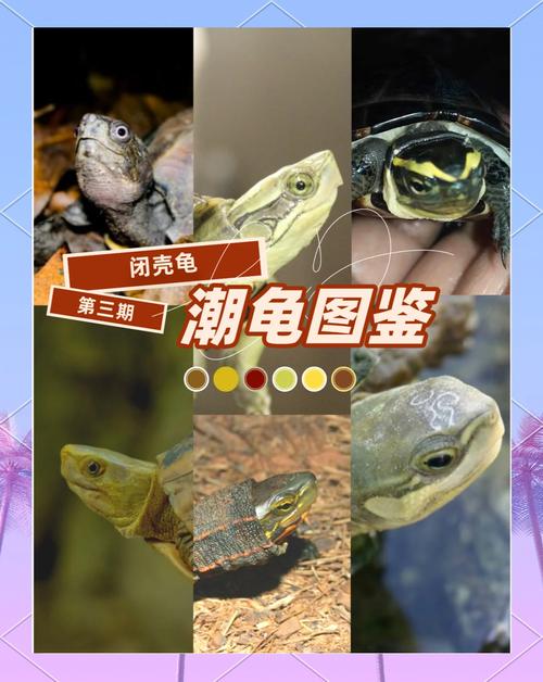 特色与饲养指南(中国十大闭壳龟排名) 特色与饲养指南(中国十大闭壳龟排名)
